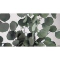 eucalyptus populus - midi