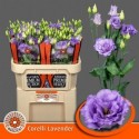 lysianthus G CORELLI LAVENDEL - .