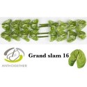 anthurium GRAND SLAM VERT - .