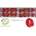 anthurium Tropical rouge ROUGE - .