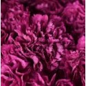 oeillet gros fuchsia - colombie