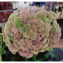sedum - midi