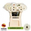 gerbera spider GARDEN GHOST - Gerbera United