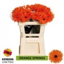 gerbera spider ORANGE SPRINGS - Gerbera...