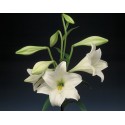 lys longi blanc multifleurs - midi