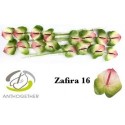 anthurium ZAFIRA VERT/CR ROSE - .