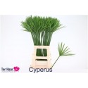 Decogroen Groot feuillage - Ter Haar...