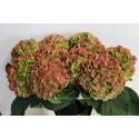 hortensia M VERENA CL - Horst Hortensia