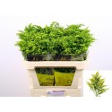 solidago CARZAN GLORY - Marginpar / KS