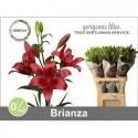 lys BRIANZA - Gentily