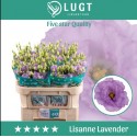 lysianthus double lissane lavendel - Lugt,...