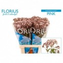 EUPAT RU LUCKY PINK - Florius BV