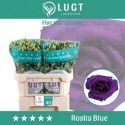 lysianthus double rosita blue - Lugt, Fa....