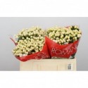 Hypericum cool romance - OZ Import