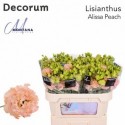 lysianthus G ALISSA PEACH - .