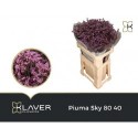 LIM PIUMA SKY - Klaver Flowers