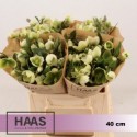 Helleborus winterbells - De Haas Calla's