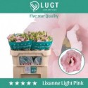 lysianthus double lisanne light pink -...