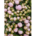 Pivoine pecher - Midi
