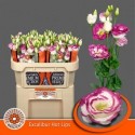 lysianthus G EXCAL HOT LIPS BL/ROSE...