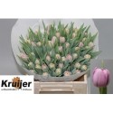 tulipe KICKSTART LAVENDEL 38G - .