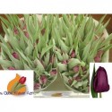 tulipe AVALON MAUVE-BORD. 36G - .