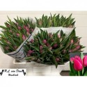 tulipe PINK ARDOUR CERISE 31G - .