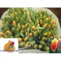 tulipe DISCO JAUNE-OR 38G - .