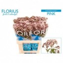 EUPAT RU LUCKY PINK - Florius BV