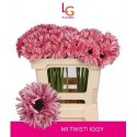 GE MS IGGY - LG Flowers