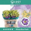 lysianthus alissa blue flash - Lugt, Fa....
