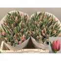 tulipe PRETTY PRINCES ROSE 30G - .
