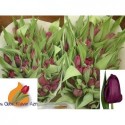 tulipe AVALON BORDEAUX 30G - .