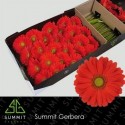 gerbera TANGERINE - .