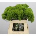 Dianthus barb trigreen XL - .