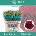 lysianthus double arosa red - Lugt, Fa....