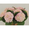 hortensia M MY PINKTOUCH ROSE P. - .