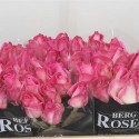R Gr avalanche Candy rose - Pride of Africa