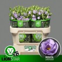 lysianthus G ROSI LAVENDER - .
