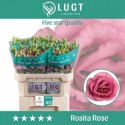 lysianthus double rosita pink - Lugt, Fa....