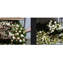 pivoine blanche - prod seine et marne