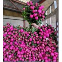 pivoine fuchsia dr flemming - prod seine...
