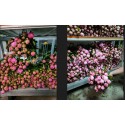 pivoine rose - prod seine et marne