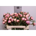 Pivoine Sarah Bernard - Midi