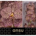 VANDA SU OCE SANGRIA - Ansu