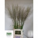 CALAMAGROSTIS BRACHY - Theuws Flowers
