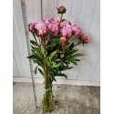pivoine sarah bernhard - prod seine et marne