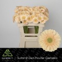 germini MOET - Summit Den Houter Gerbera