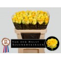 R GR LEMON FINESS - M & D vd Hulst Rozen