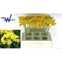 ALLIUM MO JEANNINE - VOF R. & A. Warmenhoven